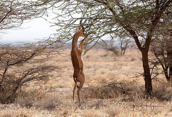 Gerenuk in Buffalo Springs Reserve