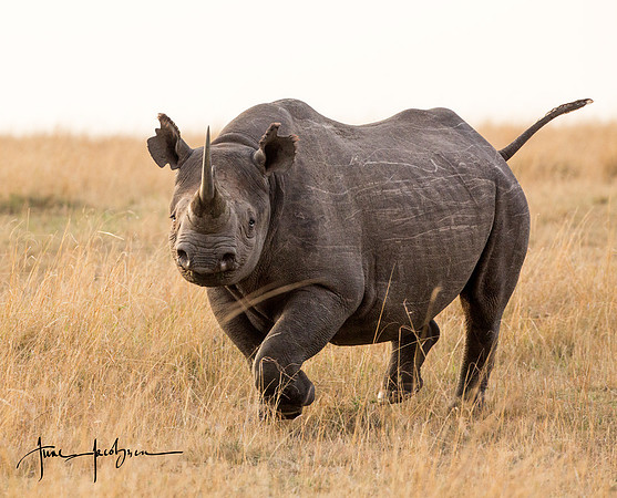 Black Rhino, Masai Mara