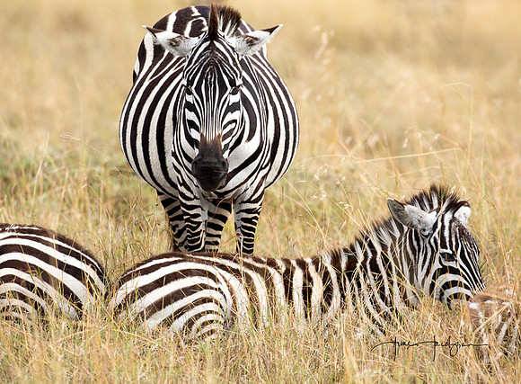 Zebra members of a migrating herd