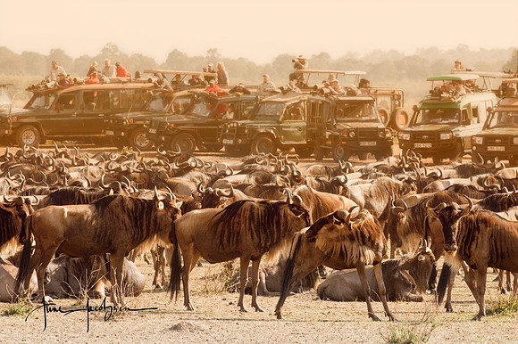Waiting for a crossing at the Mara River