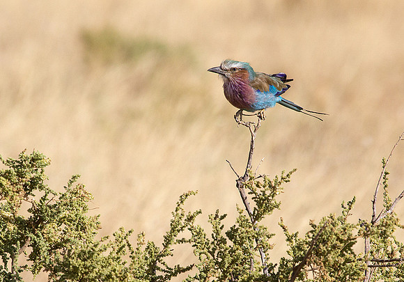 Lilac-breasted Roller