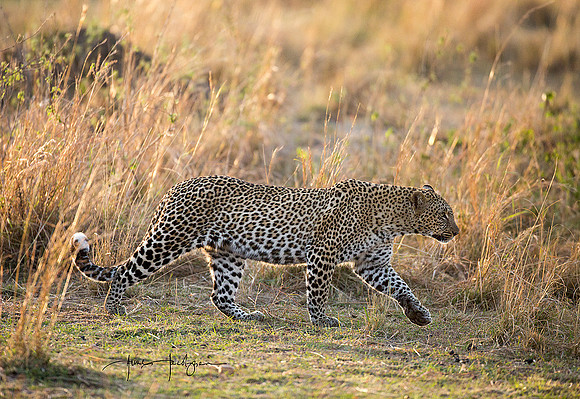 Leopard, Masai Mara