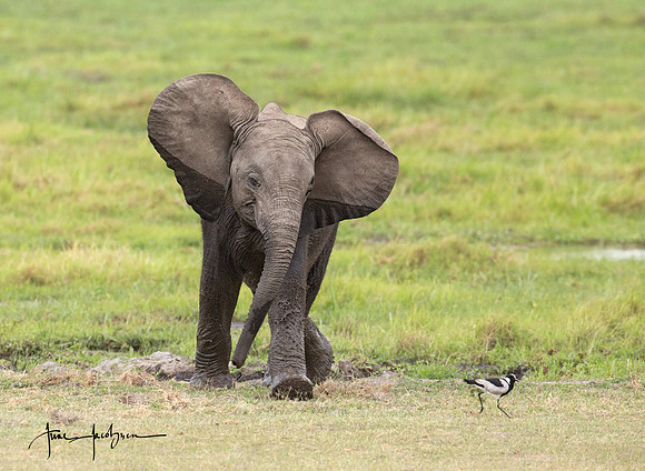 Baby ellie and bird
