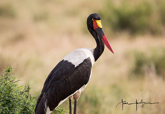 Saddle-billed Stork