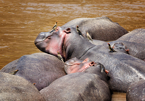 Hippos in the Mara River