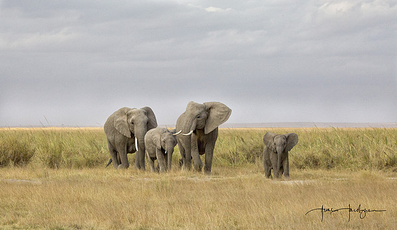 Amboseli Ellies