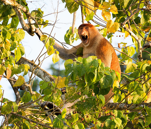 Male Proboscis monkey