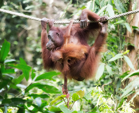 Orangutan mom and baby, Sepilok
