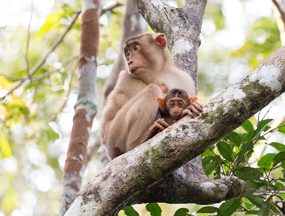 Pig-tailed Macaque mom and baby