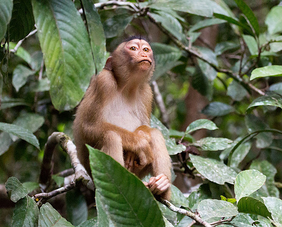 Pig-tailed Macaque