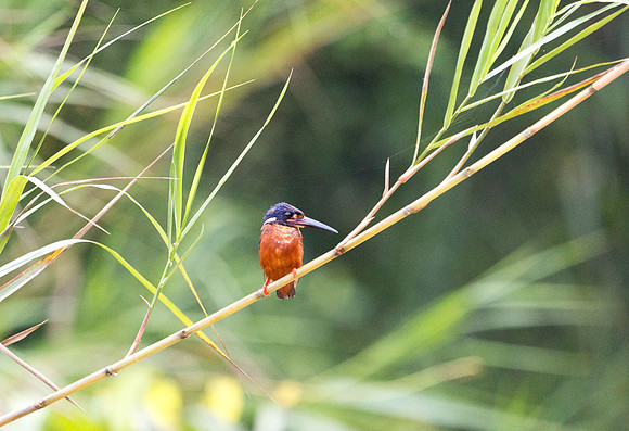 Blue-eared Kingfisher