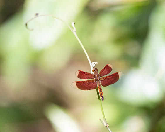 Red Grasshawk Dragonfly