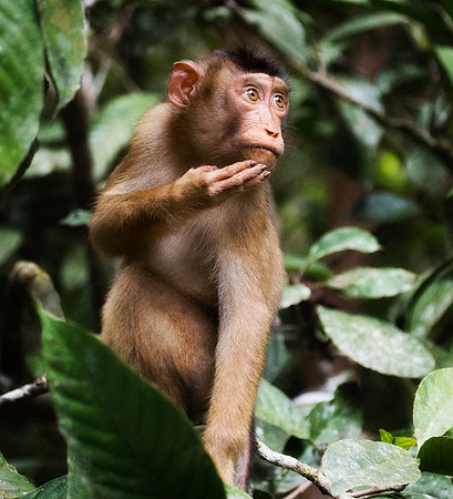 Female pig-tailed macaque