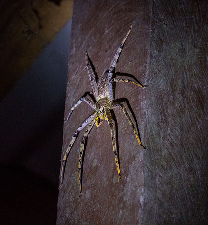 Huntsman Spider