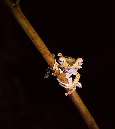 File-eared Tree Frog