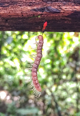 Ant and Centipede
