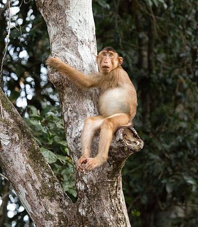 Pig-tailed macaque