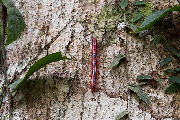 Red Millipede