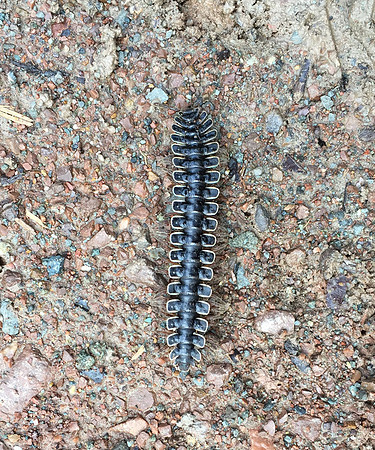 Tractor Millipede