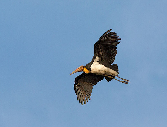 Adjutant Stork