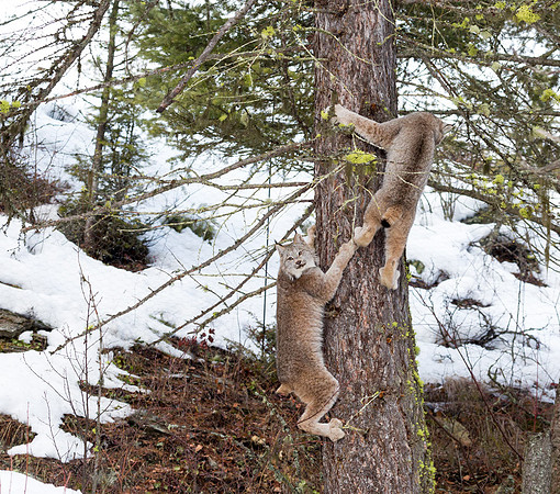 Canada Lynx