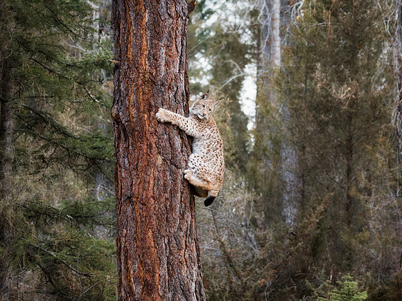 Siberian Lynx