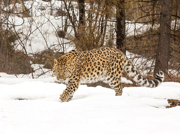 Amur Leopard - male