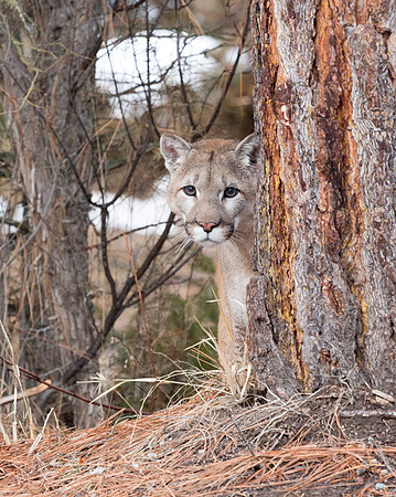 Male Mountain Lion
