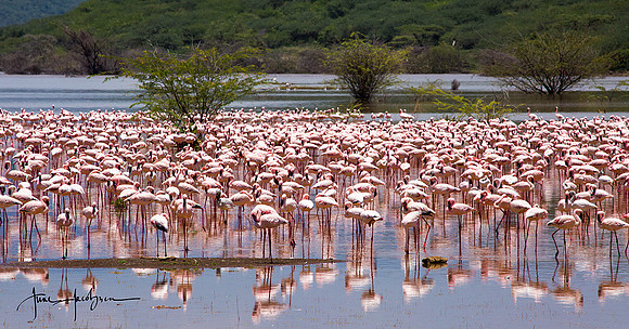Lesser flamingos on Lake Bogoria