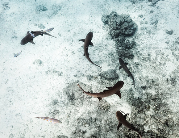 Whitetip Reef Sharks - Yasawa Islands - Fiji