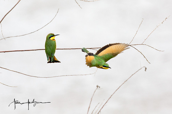 Bee Eaters above the Mara River