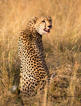 Cheetah male in the Masai Mara with a kill